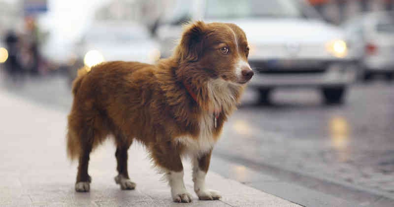 El registro oficial e identificación de los animales de compañías es clave para protegerlos. 