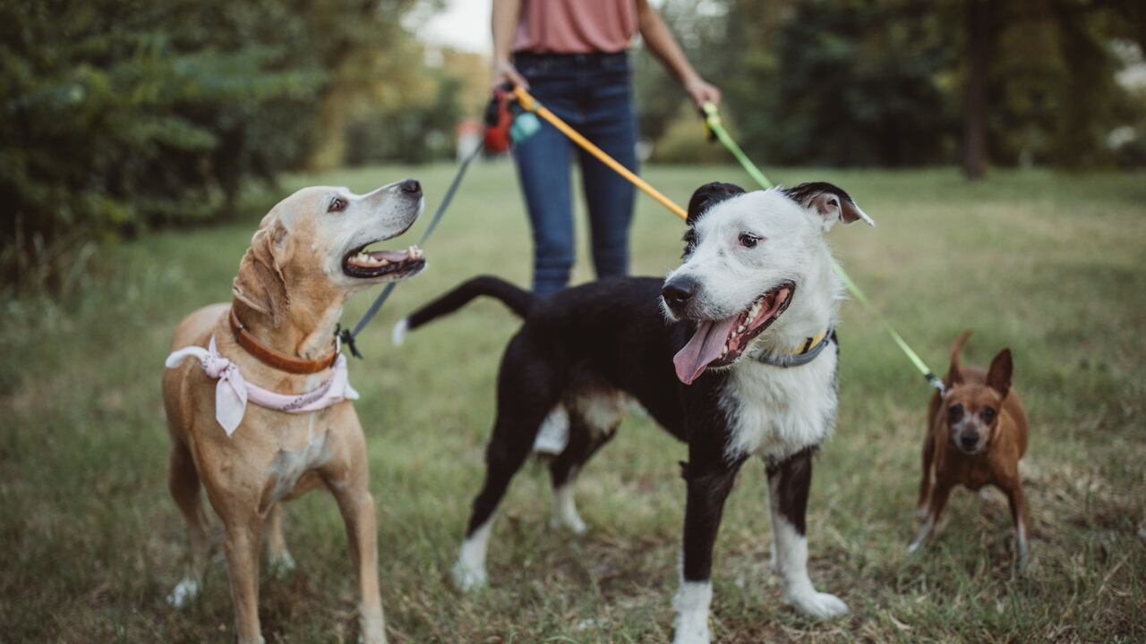 Se recomienda llevar a los perros al parque con su respectiva correa.