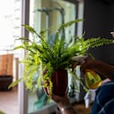 Se analiza cómo la colocación estratégica de un helecho en el rincón este puede fortalecer los lazos familiares y crear un entorno propicio para el crecimiento saludable.