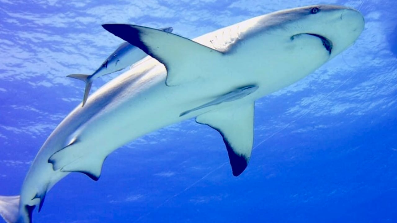 Los ataques de tiburón son más comunes de lo normal en verano.