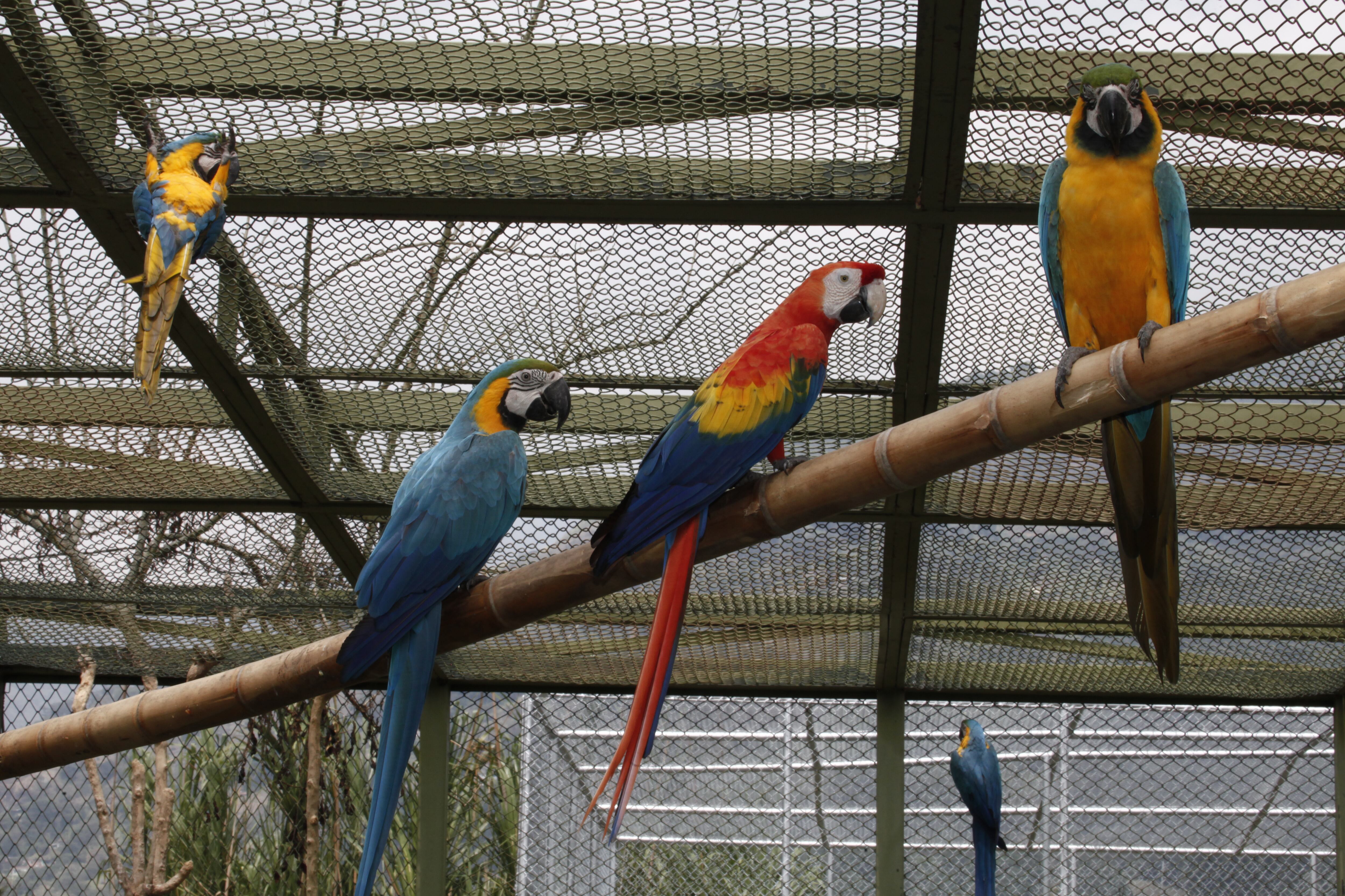 El Valle de Aburrá alberga el 26 por ciento de las especies con la que cuenta Colombia.