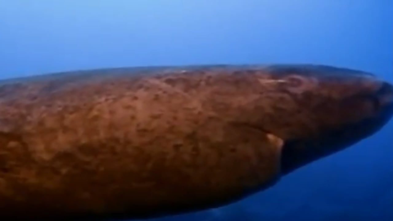 Un habitante del océano podría tener claves sobre el envejecimiento.