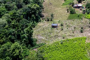 El Gobierno Nacional estima que en Tumaco hay 19 mil hectáreas de cultivo de coca.