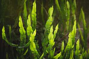 Baccharis trimera, medicinal herb.