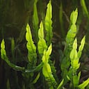 Baccharis trimera, medicinal herb.