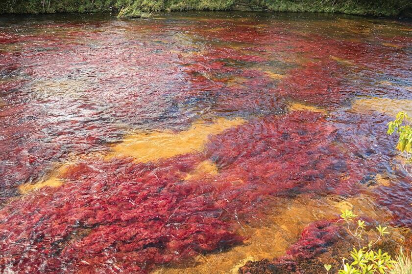 Caño Cristales es uno de los destinos más lindos para visitar en Colombia.