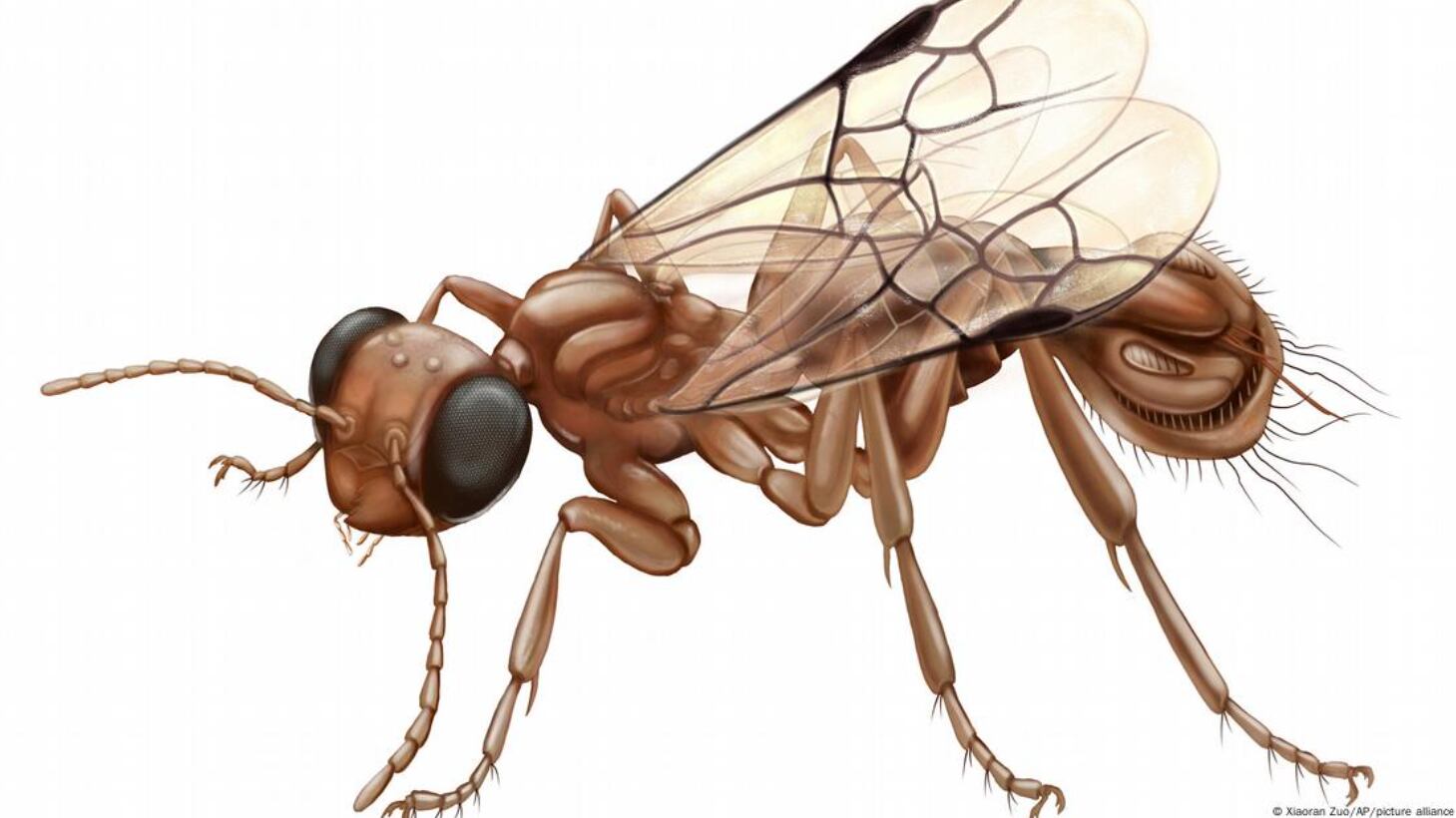 Investigadores bautizan una avispa fósil con el nombre de un monstruo marino.