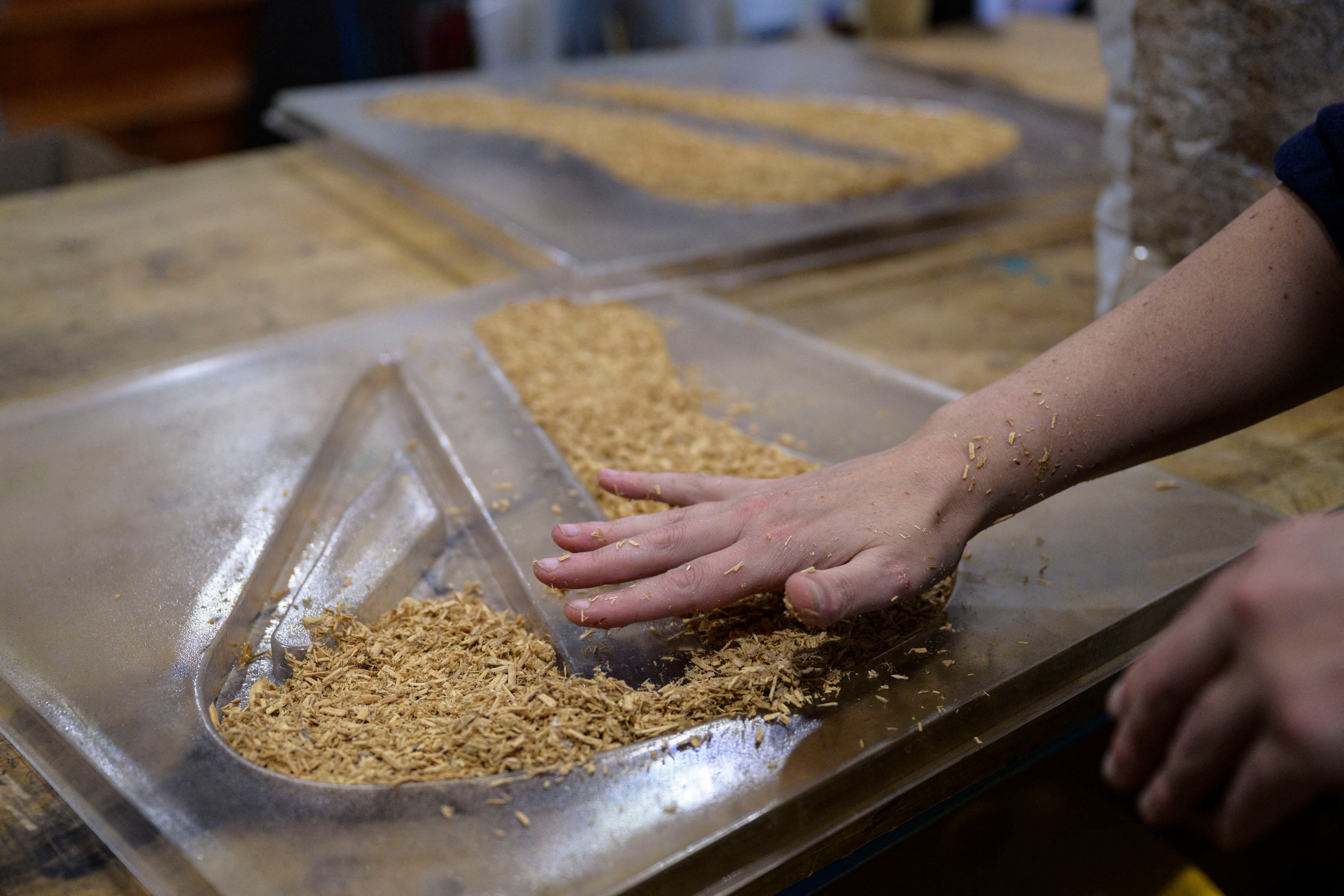 Guitarras de champiñones