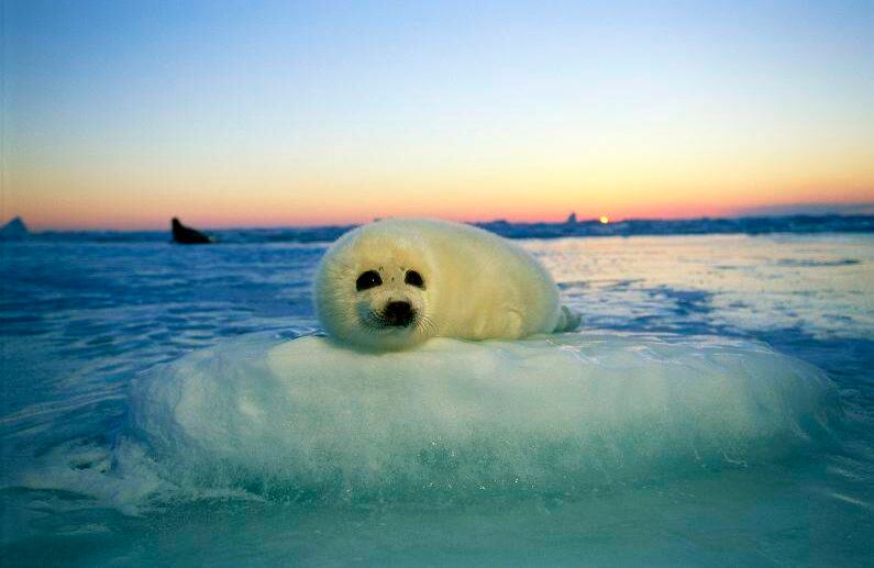 Para el momento en el que las crías de las focas pías tienen alrededor de 12 días de edad, ya tienen suficiente grasa aislante para empezar a probar las heladas aguas. A menudo se deslizan en el mar por algunos minutos solamente antes de volver al hielo (Canada, 2002). FOTO: Brian Skerry/National Geographic