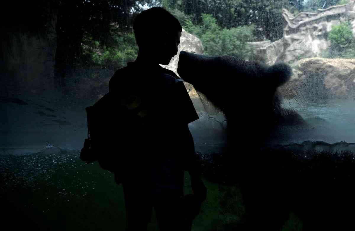 15 de junio - Un niño observa a través de un vidrio un oso que se refresca en un estanque de agua en el zoológico de Roma.  FOTO: Filippo MONTEFORTE / AFP