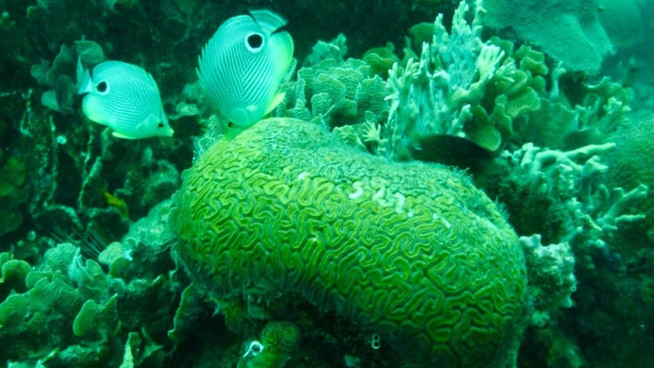 Crían larvas de coral 2020-2025 en el Parque Nacional Natural Corales del Rosario y de San Bernardo.