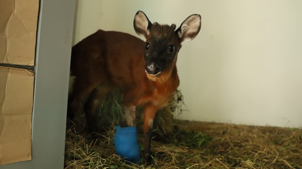 Venado hallado en Bogotá