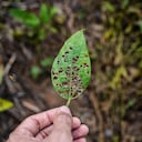 La luz es un aspecto fundamental para el buen desarrollo de las hojas de una planta.