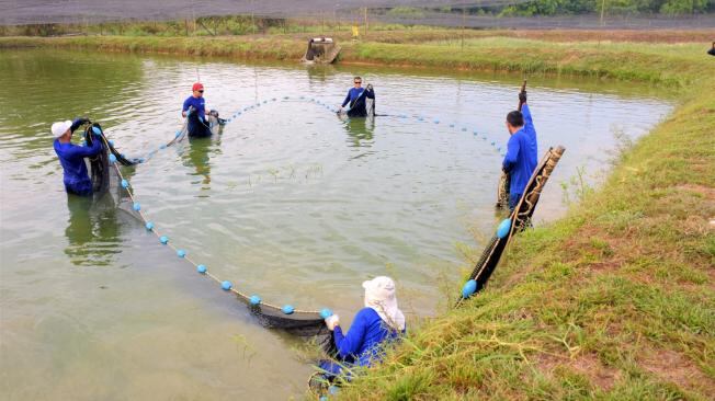 El bocachico se ha visto afectado por la sobrepesca y la contaminación de los ríos que habita.