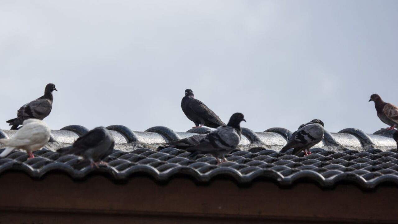 Trucos para ahuyentar las palomas.