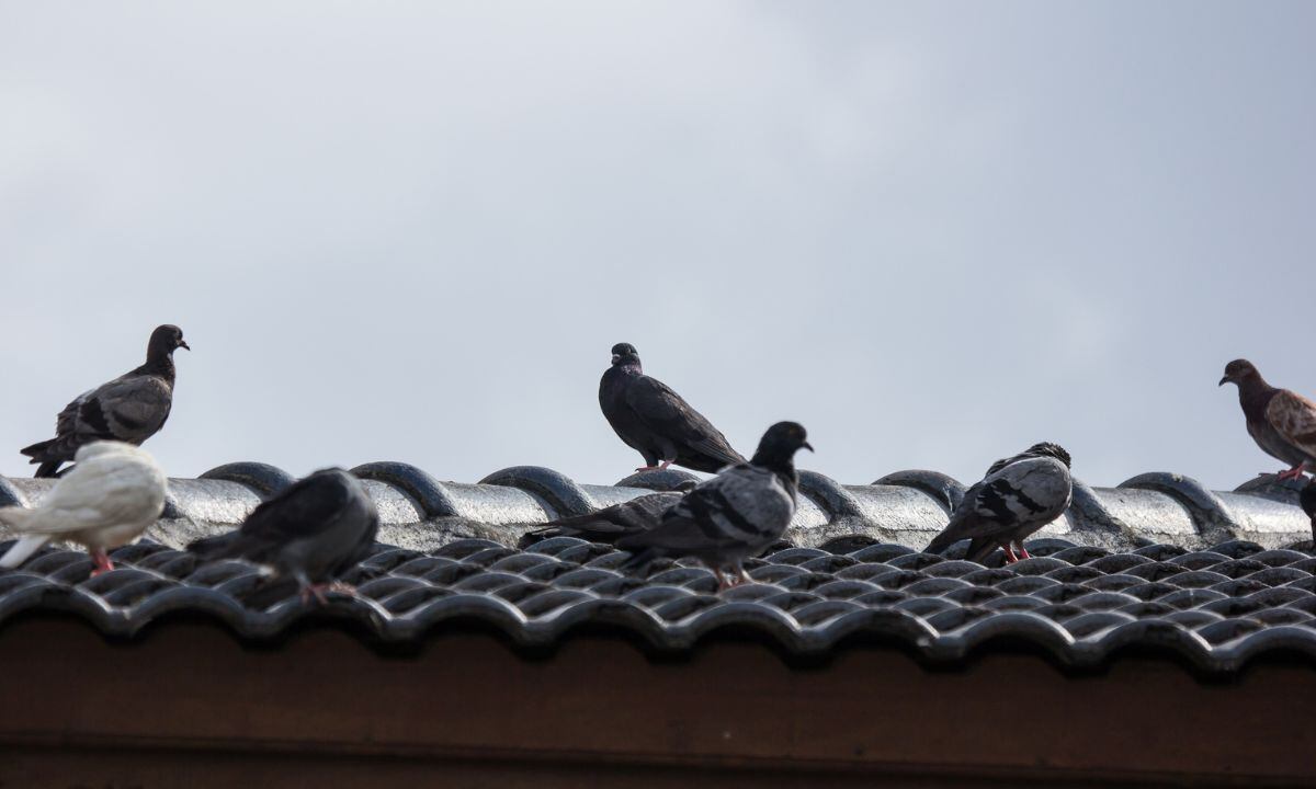 Trucos para ahuyentar las palomas.