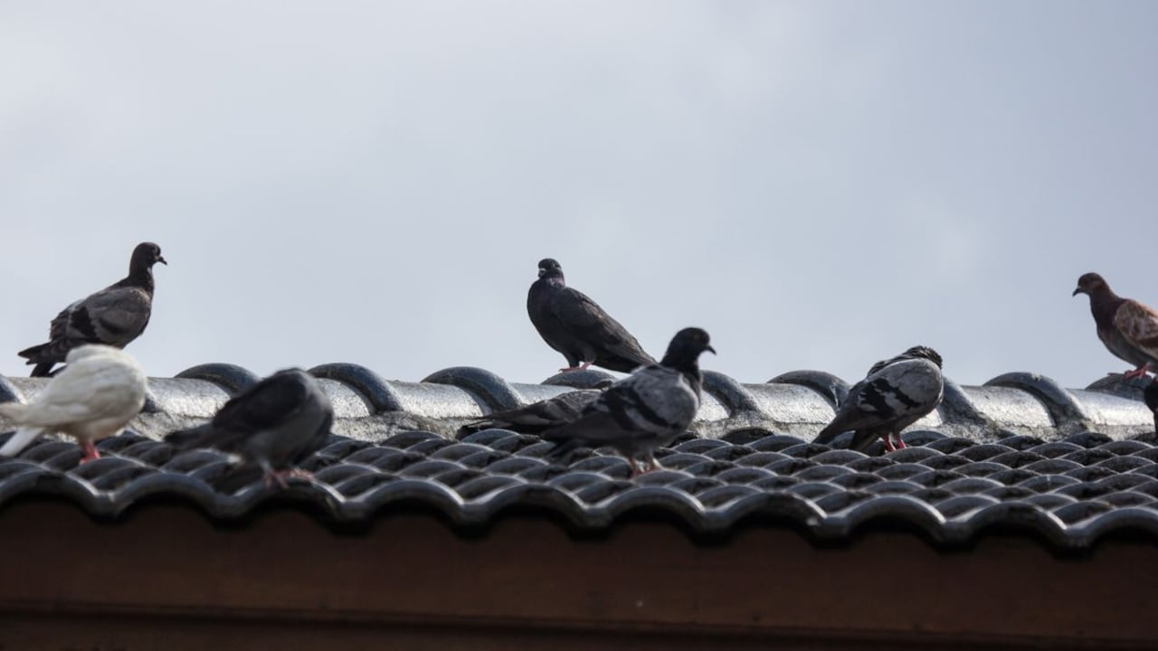 Trucos para ahuyentar las palomas.