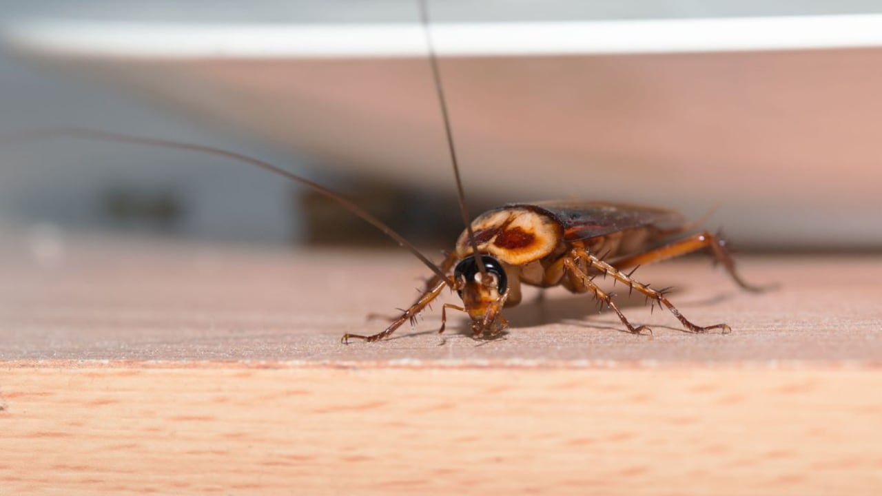 Las cucarachas son portadoras de patógenos que transmiten enfermedades. (Imagen de referencia)