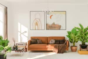 Hay plantas especiales que pueden ubicarse en la casa para mejorar el ambiente.