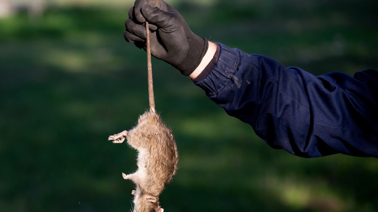 Existen diferentes insecticidas que ayudan a eliminar las ratas.