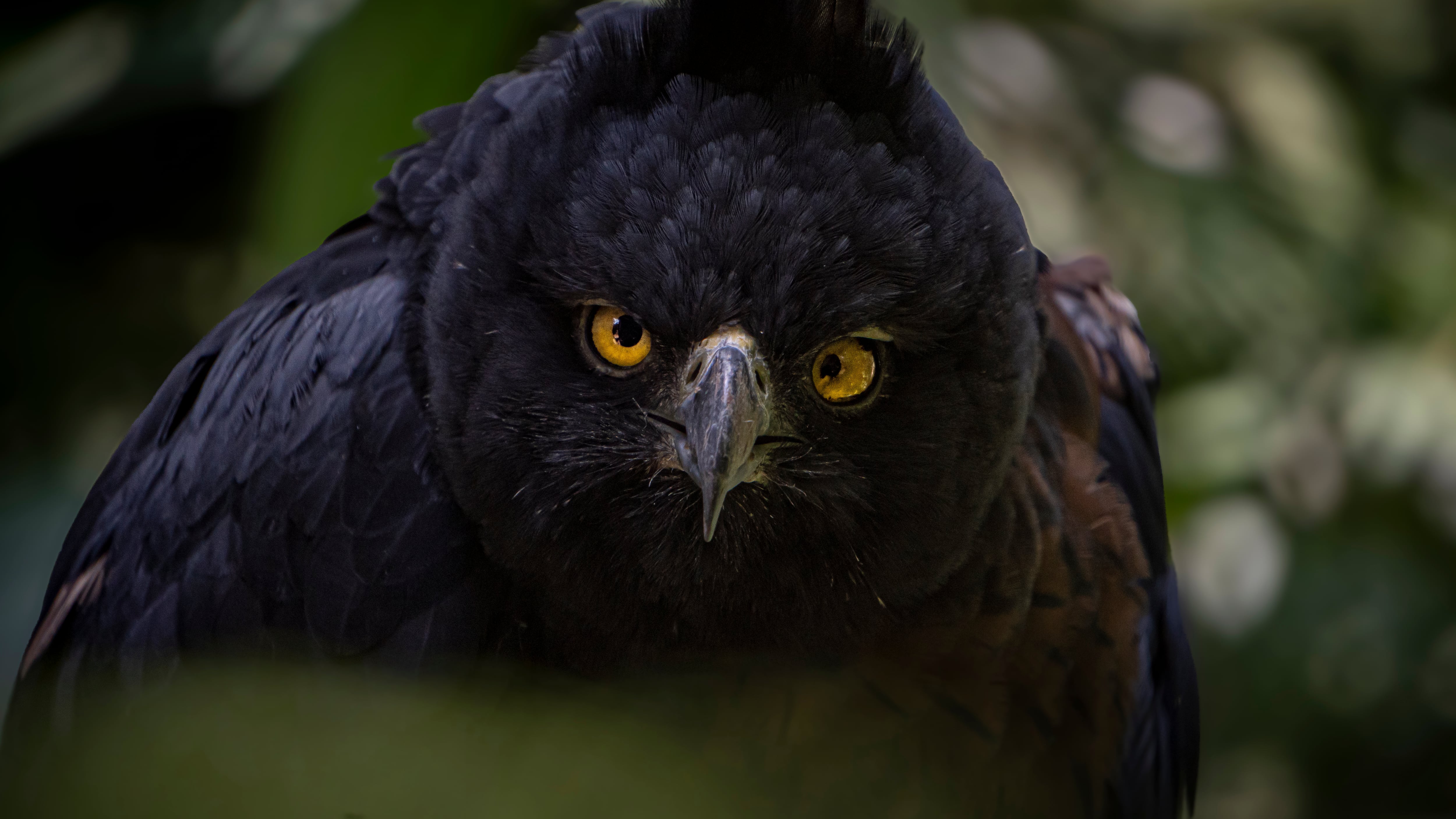 En el Bioparque Ukumarí hay una gran variedad de aves.