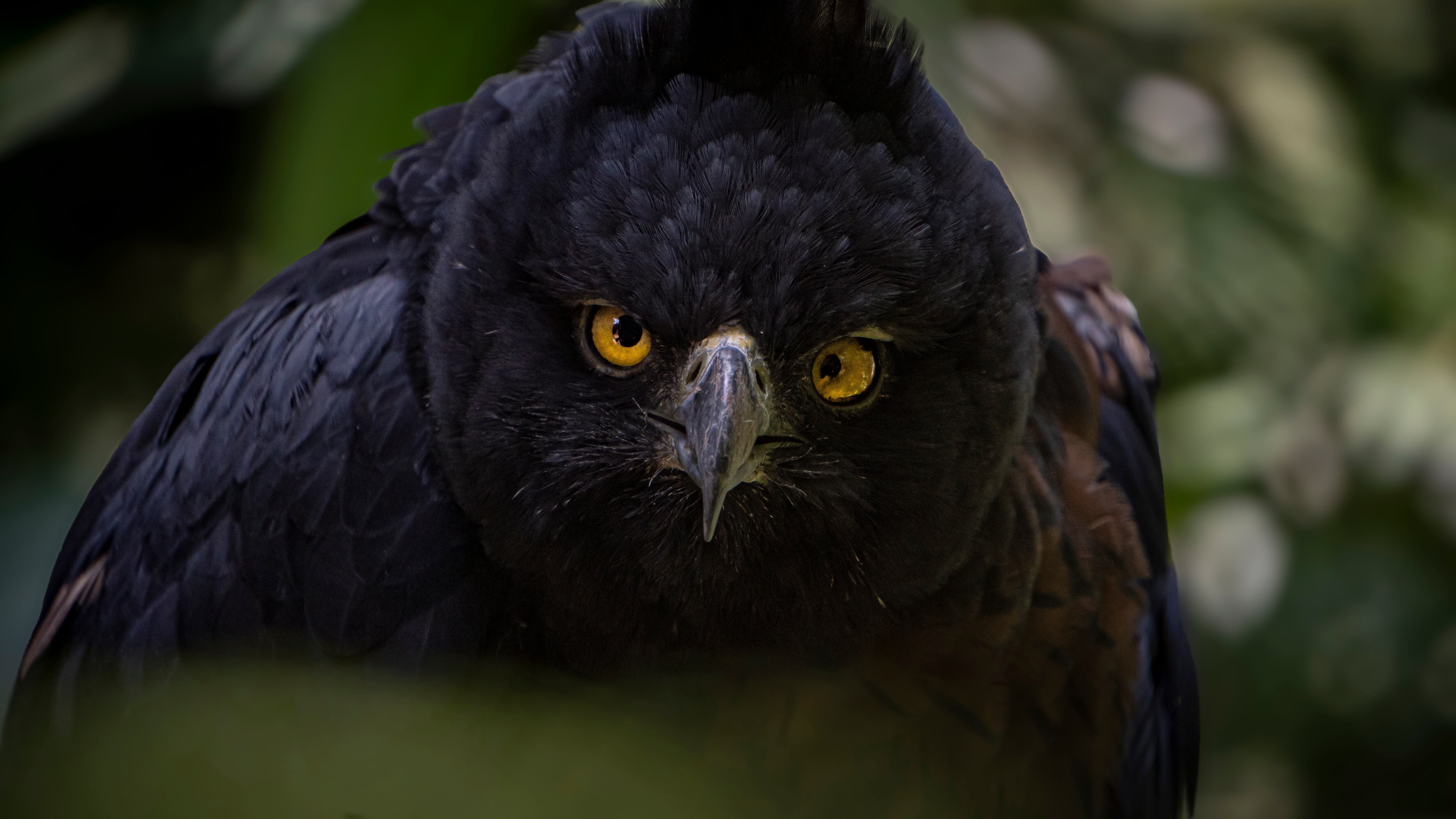 En el Bioparque Ukumarí hay una gran variedad de aves.
