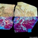 Un nuevo fósil del dinosaurio Psittacosaurus del Cretácico, un herbívoro del tamaño de un perro con un pico similar al de un loro, donado a una universidad china, trajo consigo una sorpresa, que solo se reveló cuando los científicos lo observaron bajo luz ultravioleta.