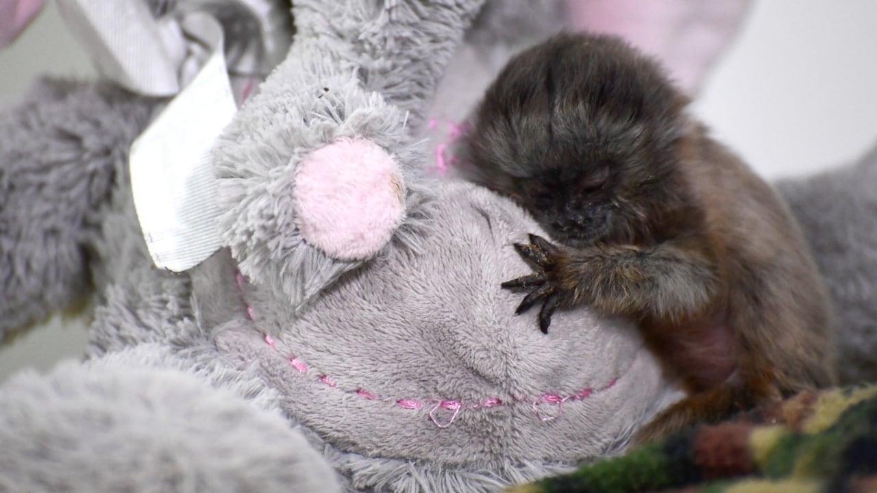 Una cría de mono tití gris se recupera antes de ser liberado en Rionegro, Colombia.