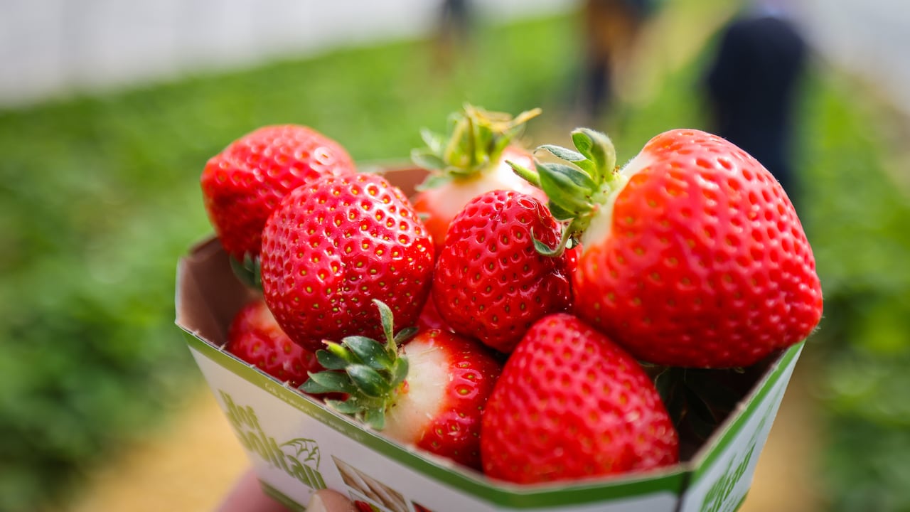 Las hojas de fresa son ricas en antioxidantes.