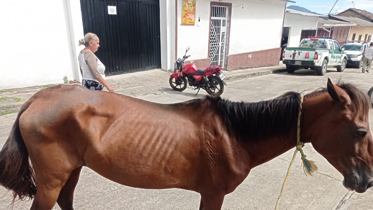 Este es el animal maltratado.
