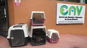 Trasladan al CAV de Tocaima a ocho borugos hallados en un criadero clandestino de Subachoque.