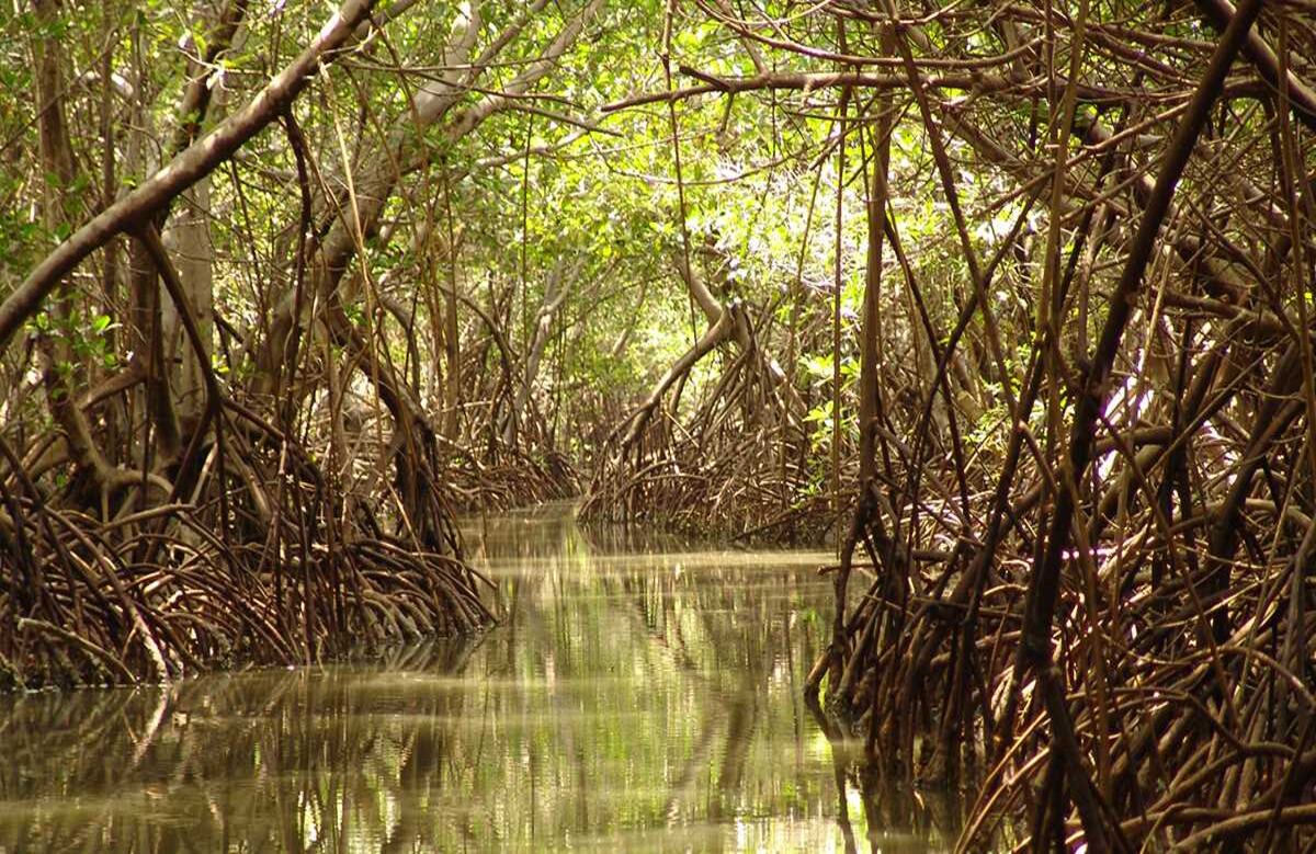 La Bahía de Cispatá es uno de los ecosistemas de manglar más importantes de Colombia