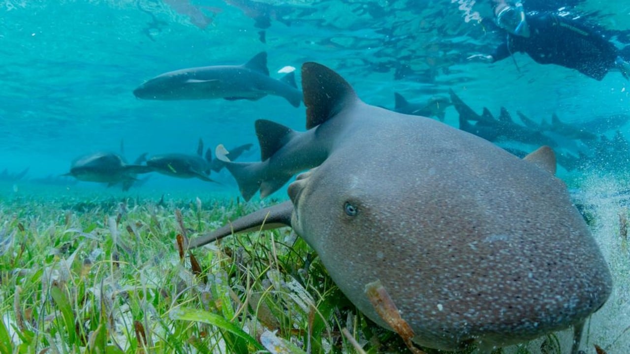 El color marrón típico de los tiburones nodriza les permitió durante milenios camuflarse eficazmente con el lecho marino, a diferencia del extraordinario ejemplar naranja descubierto en Costa Rica.