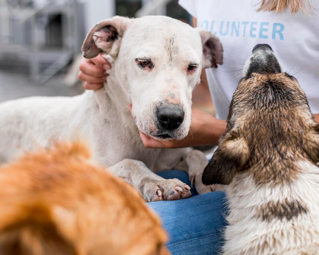 Experto explica qué hacer y qué no hacer con las mascotas durante y después de un terremoto.