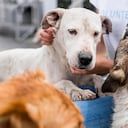 Experto explica qué hacer y qué no hacer con las mascotas durante y después de un terremoto.