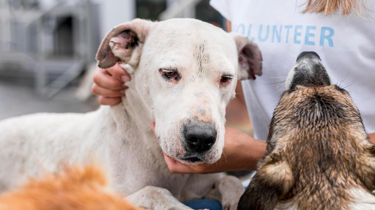 Experto explica qué hacer y qué no hacer con las mascotas durante y después de un terremoto.