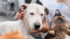 Experto explica qué hacer y qué no hacer con las mascotas durante y después de un terremoto.