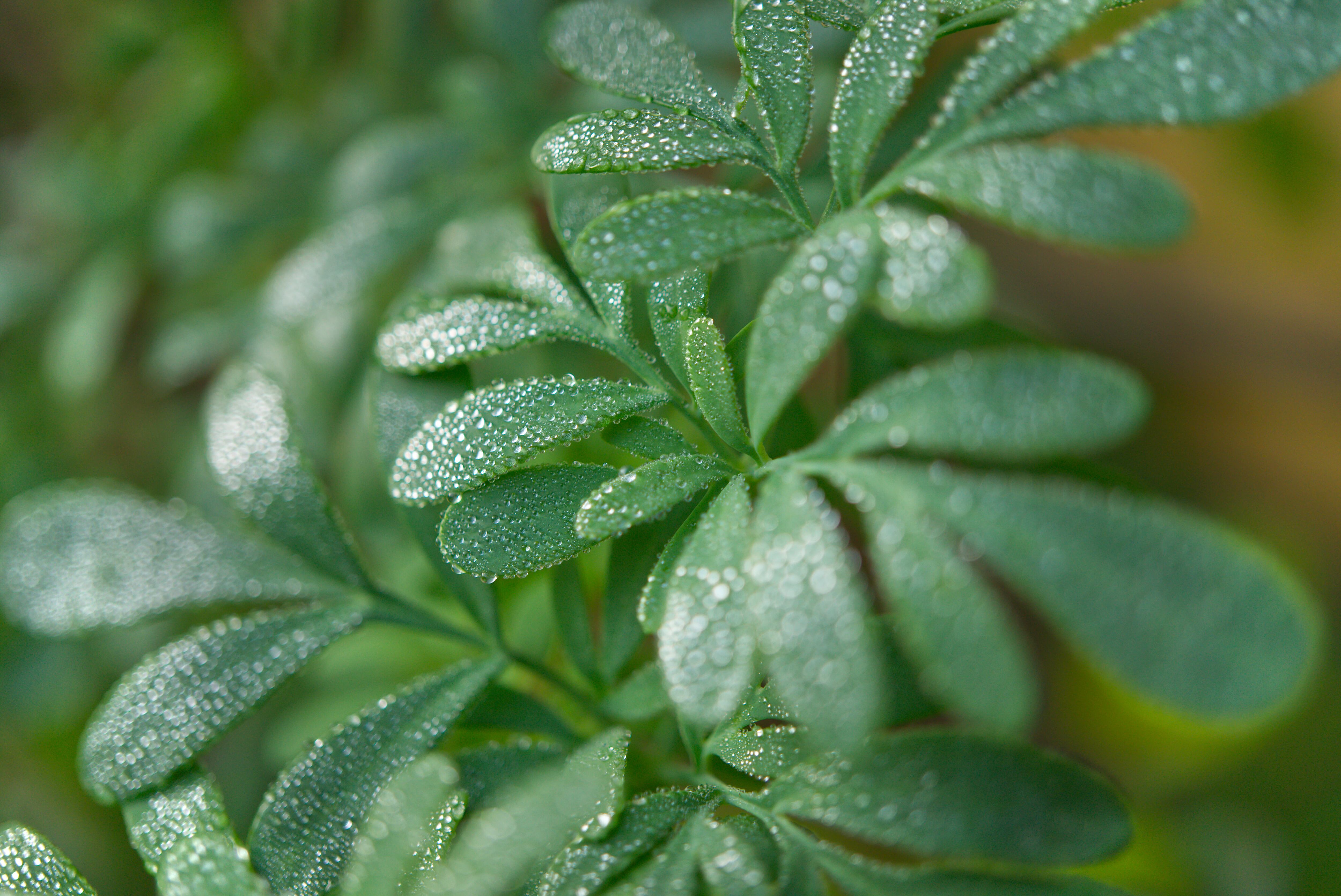 La ruda está compuesta de vitamina C.
