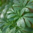 La ruda está compuesta de vitamina C.