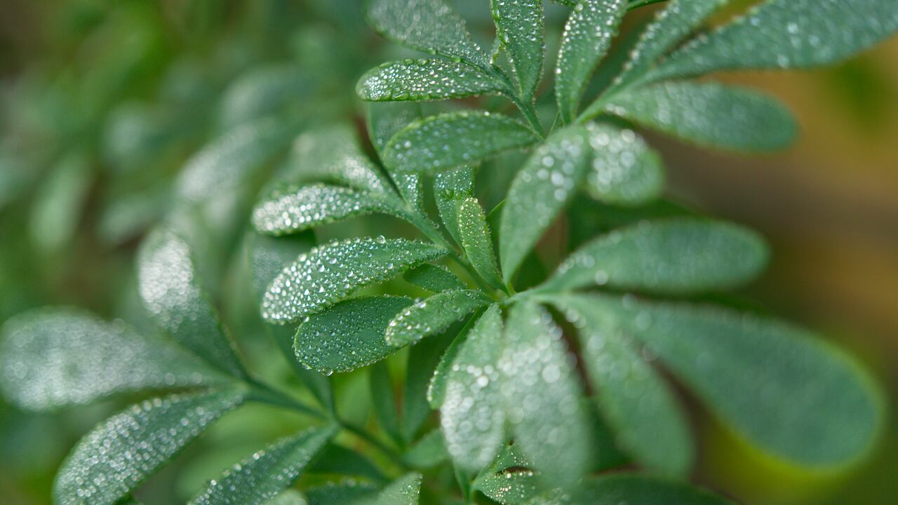 La ruda es una planta medicinal.