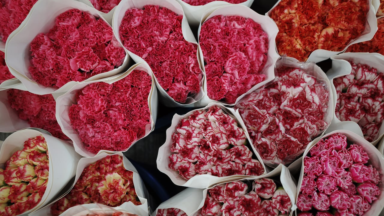 Pertenecen al género Dianthus, cuyo significado es “flor divina”, y tienen un importante valor simbólico en diferentes culturas.