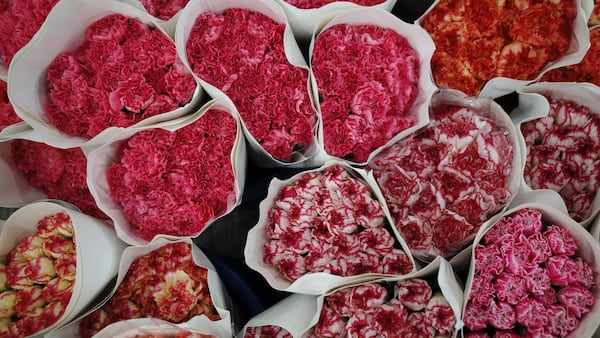 Pertenecen al género Dianthus, cuyo significado es "flor divina", y tienen un importante valor simbólico en diferentes culturas.