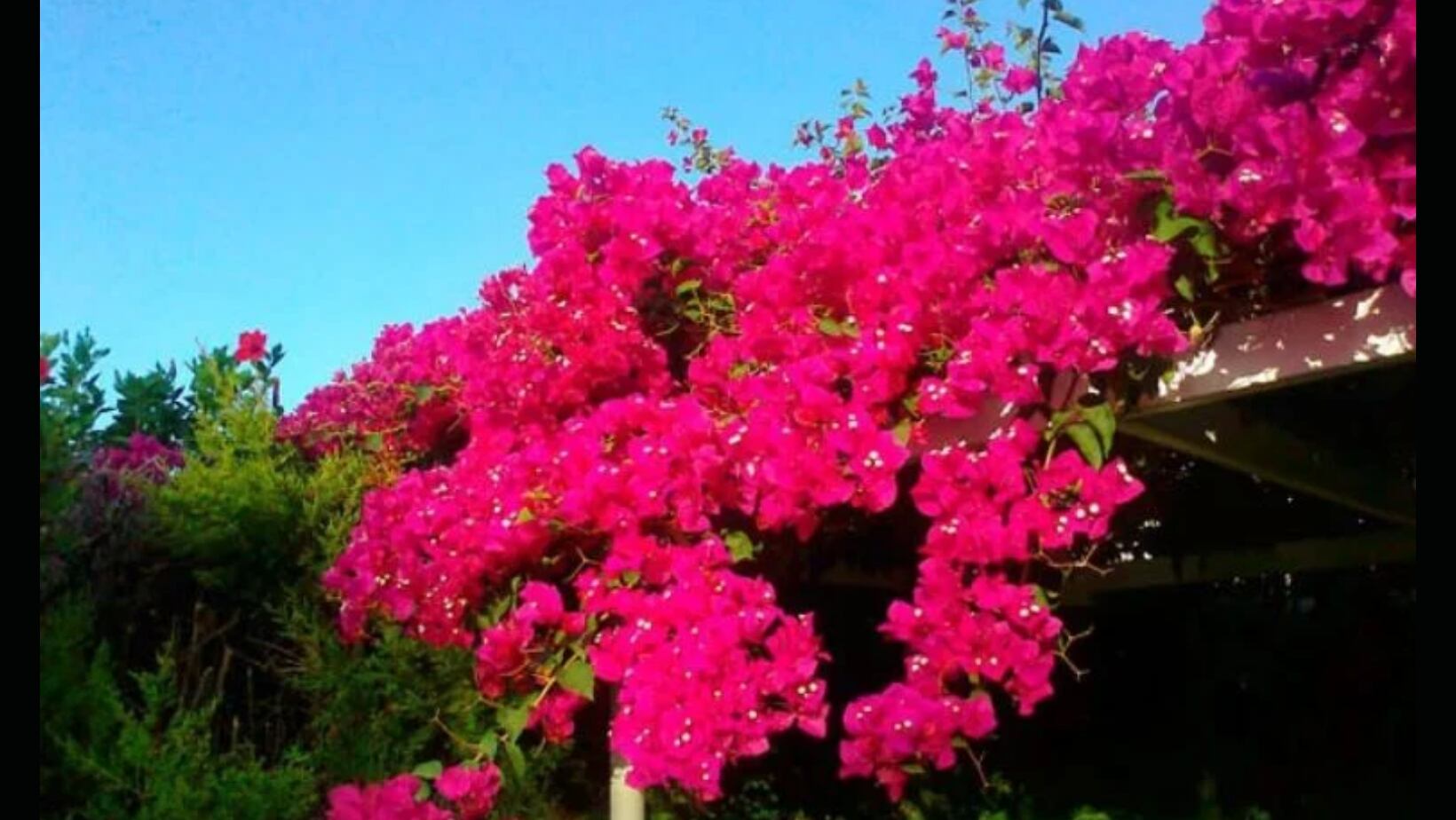 Santa Rita una de las especies trepadoras que requiere de mucho sol