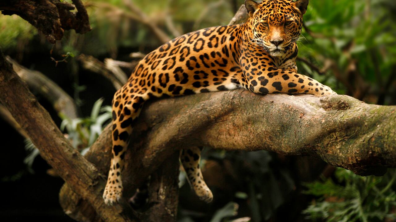 Corantioquia estudia la creación de una iniciativa llamada ‘Fascínate’, que permitirá hacer monitoreo en tiempo real de la fauna en el territorio.