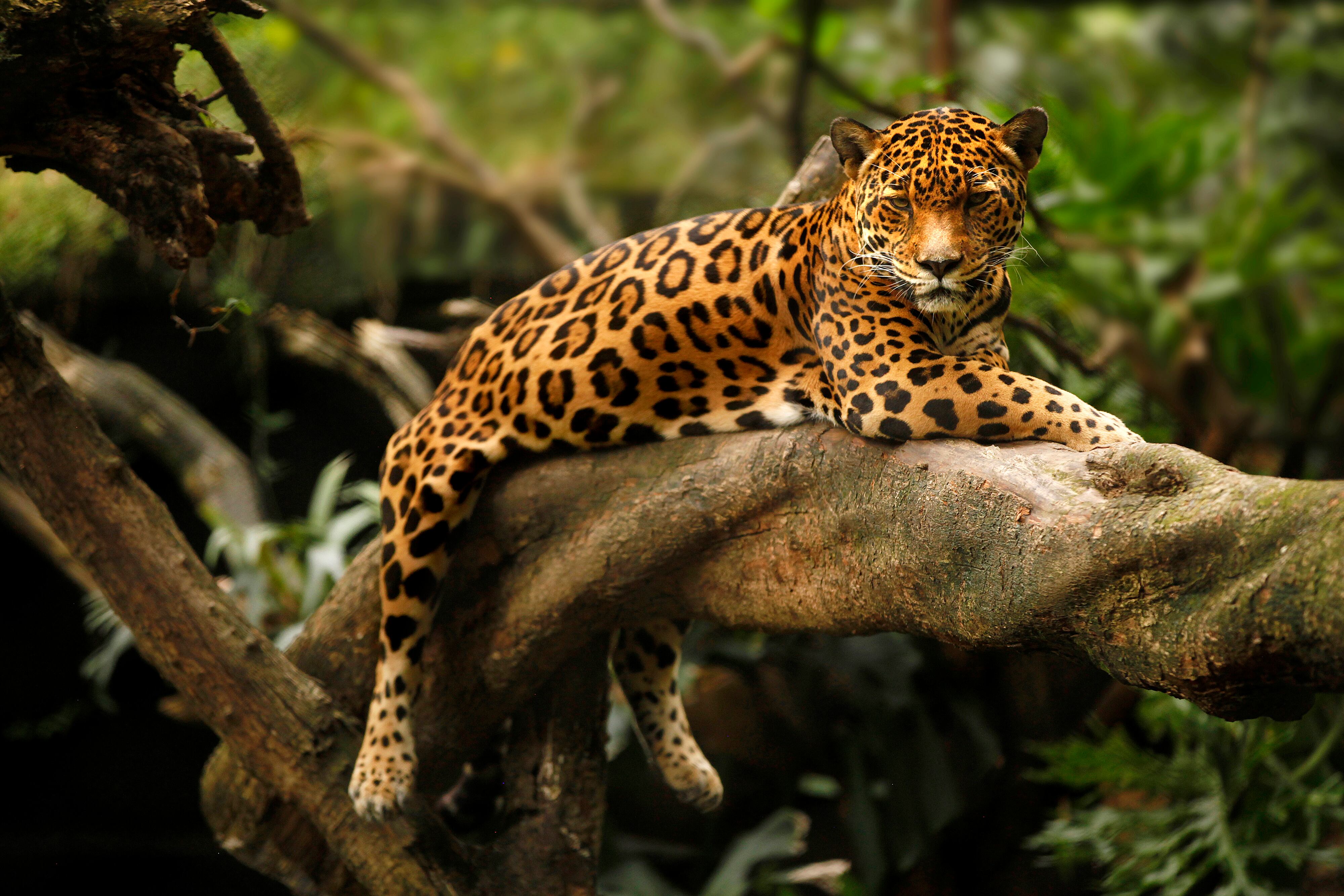 Corantioquia estudia la creación de una iniciativa llamada ‘Fascínate’, que permitirá hacer monitoreo en tiempo real de la fauna en el territorio.