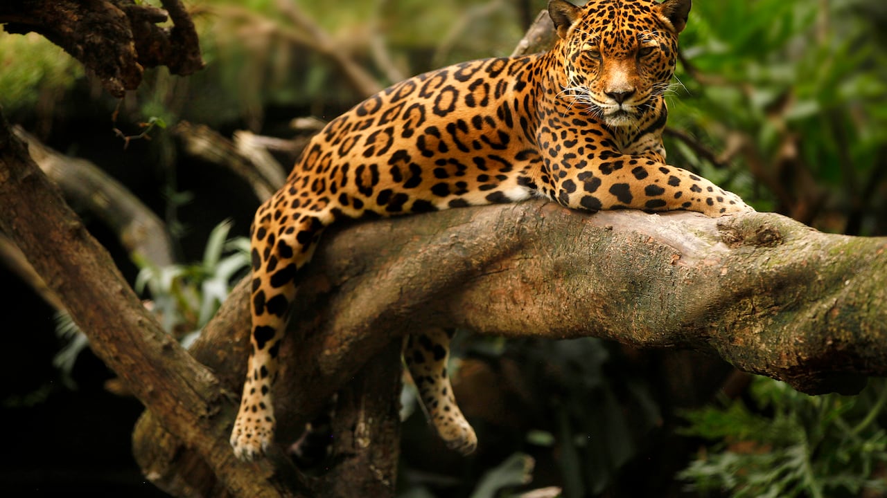 Corantioquia estudia la creación de una iniciativa llamada ‘Fascínate’, que permitirá hacer monitoreo en tiempo real de la fauna en el territorio.