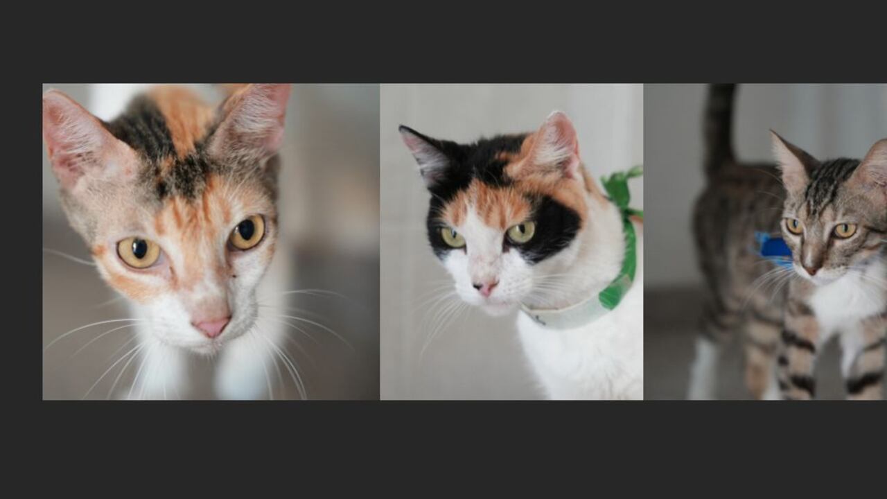 Gatos que serán dados en adopción en Cartagena.