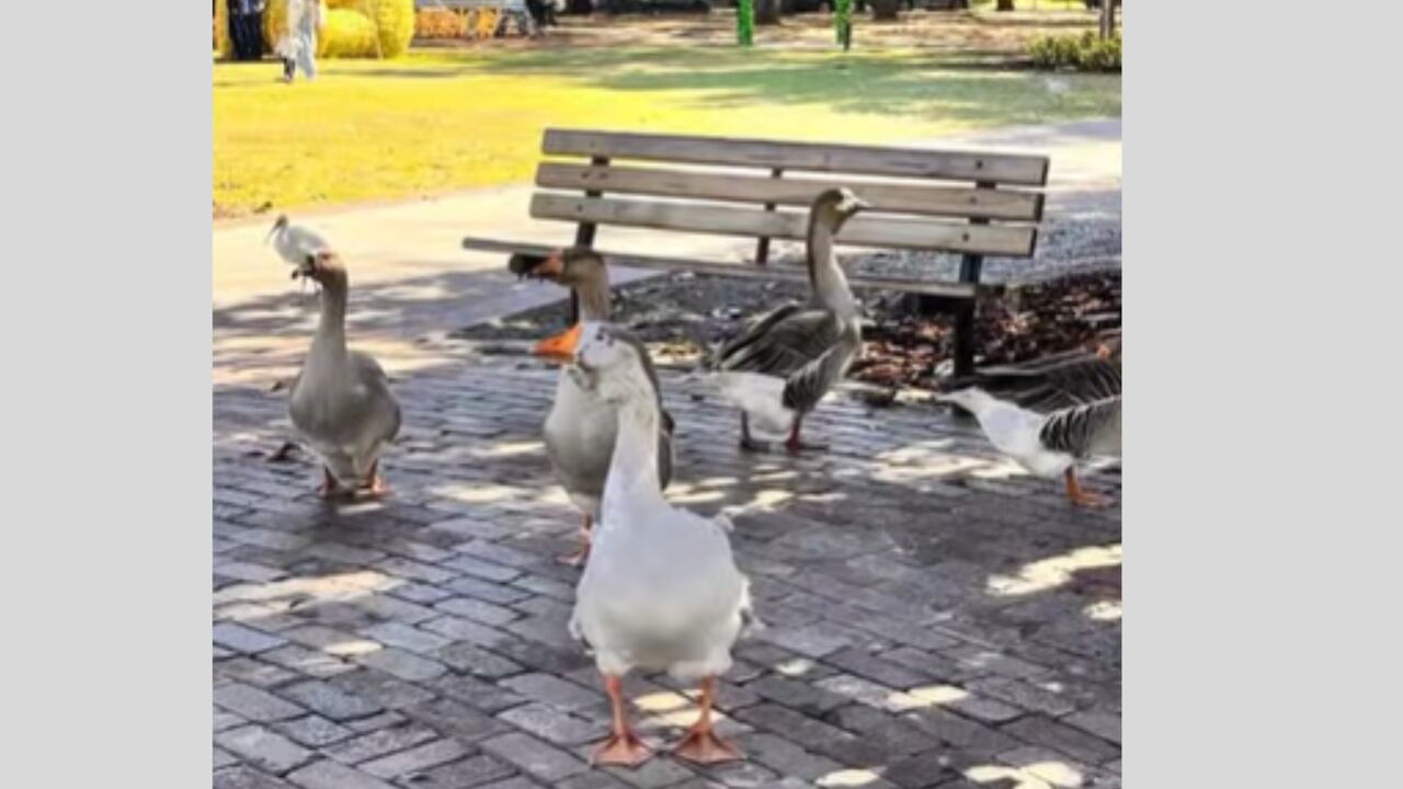 Lake Eola Park en Orlando