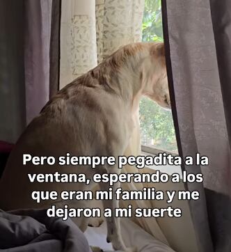 La perrita fue rescatada en Medellín luego de que fuera abandonada junto a sus pertenencias en Medellín.