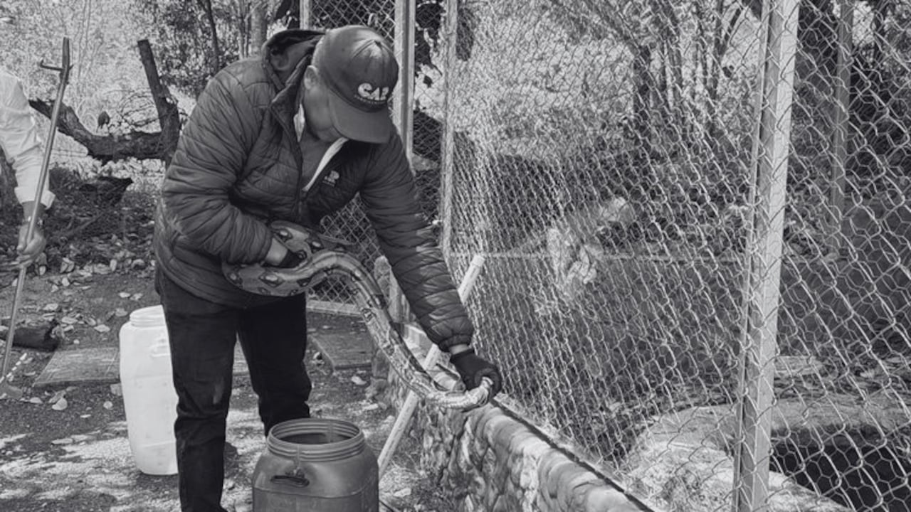 La CAR rescata a dos boas retenidas ilegalmente en una finca ecoturística de Fusagasugá.